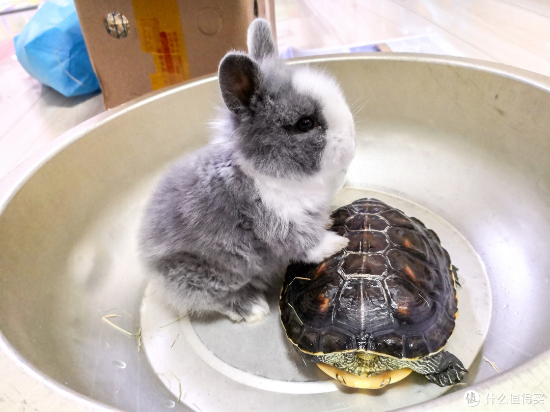 十岁的时候，送了大花龟一只小兔子当伙伴