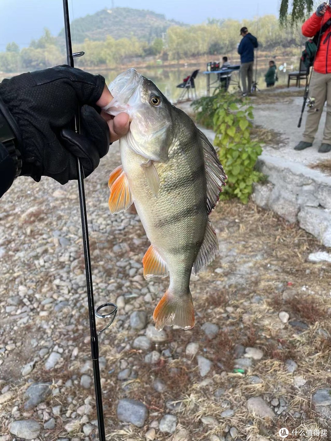 又到鳟鱼季，鳟鱼竿搞起来，一竿多用的卡迪夫S64L直柄鳟鱼竿