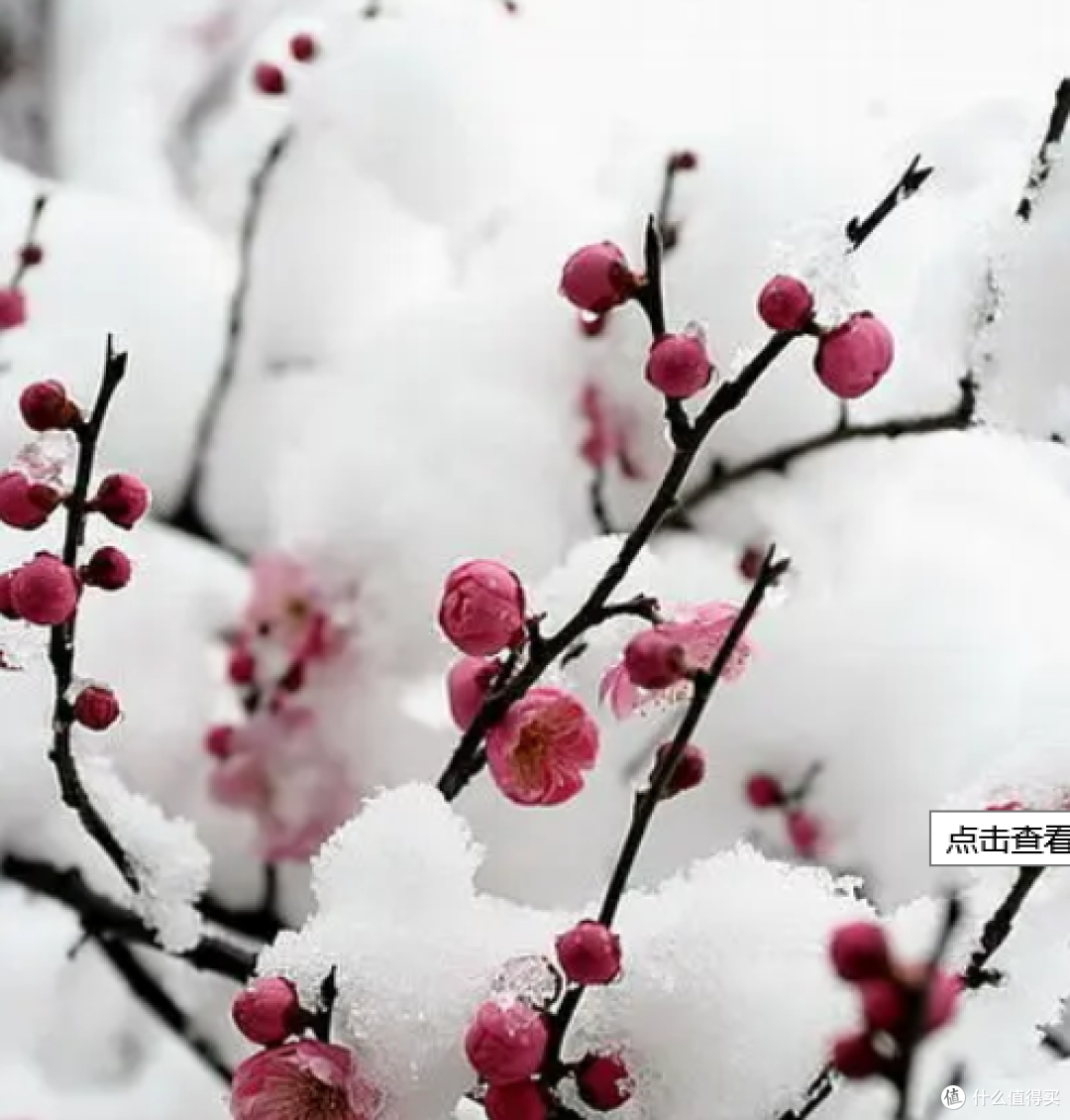 难忘的网文作者篇二 最佩服网文作者 乌贼娘 爱潜水的乌贼 流行娱乐 什么值得买