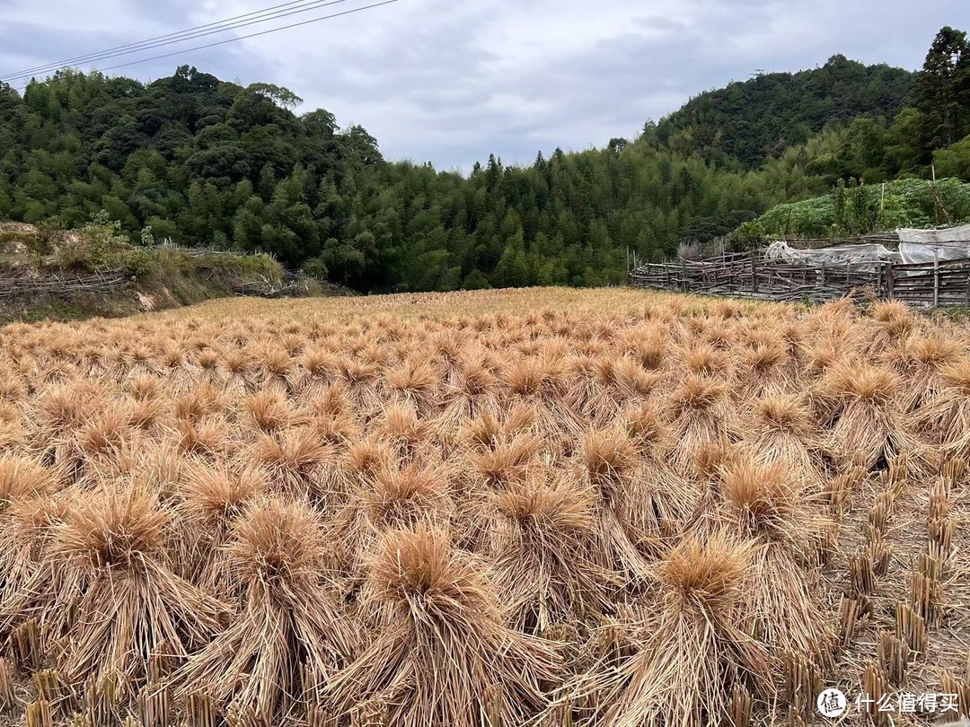 源头到成品山茶油，亲身经历艰辛历程用一文详细讲述山茶油制作过程，健康的食用油！