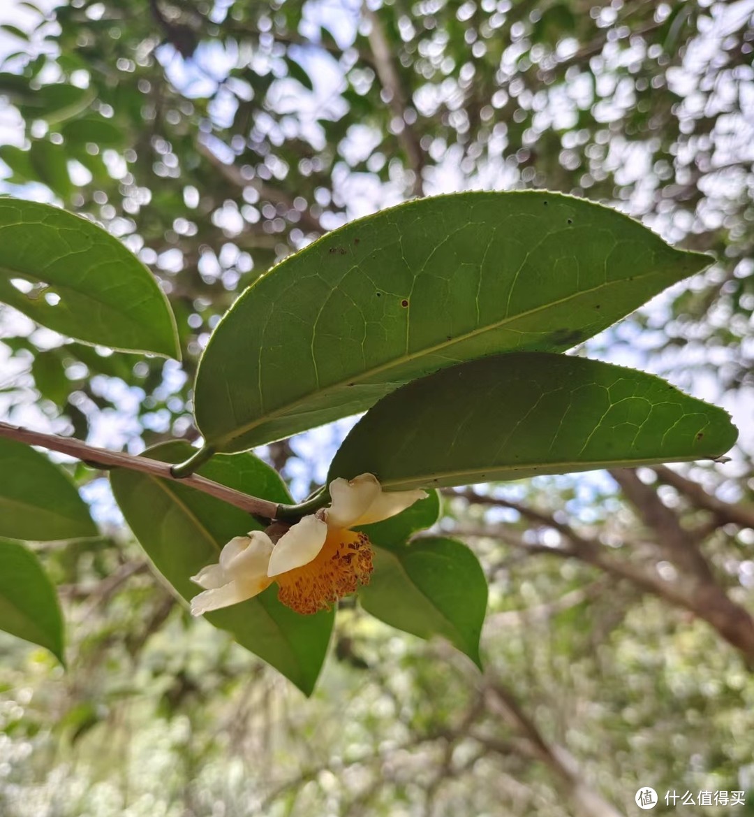 源头到成品山茶油，亲身经历艰辛历程用一文详细讲述山茶油制作过程，健康的食用油！