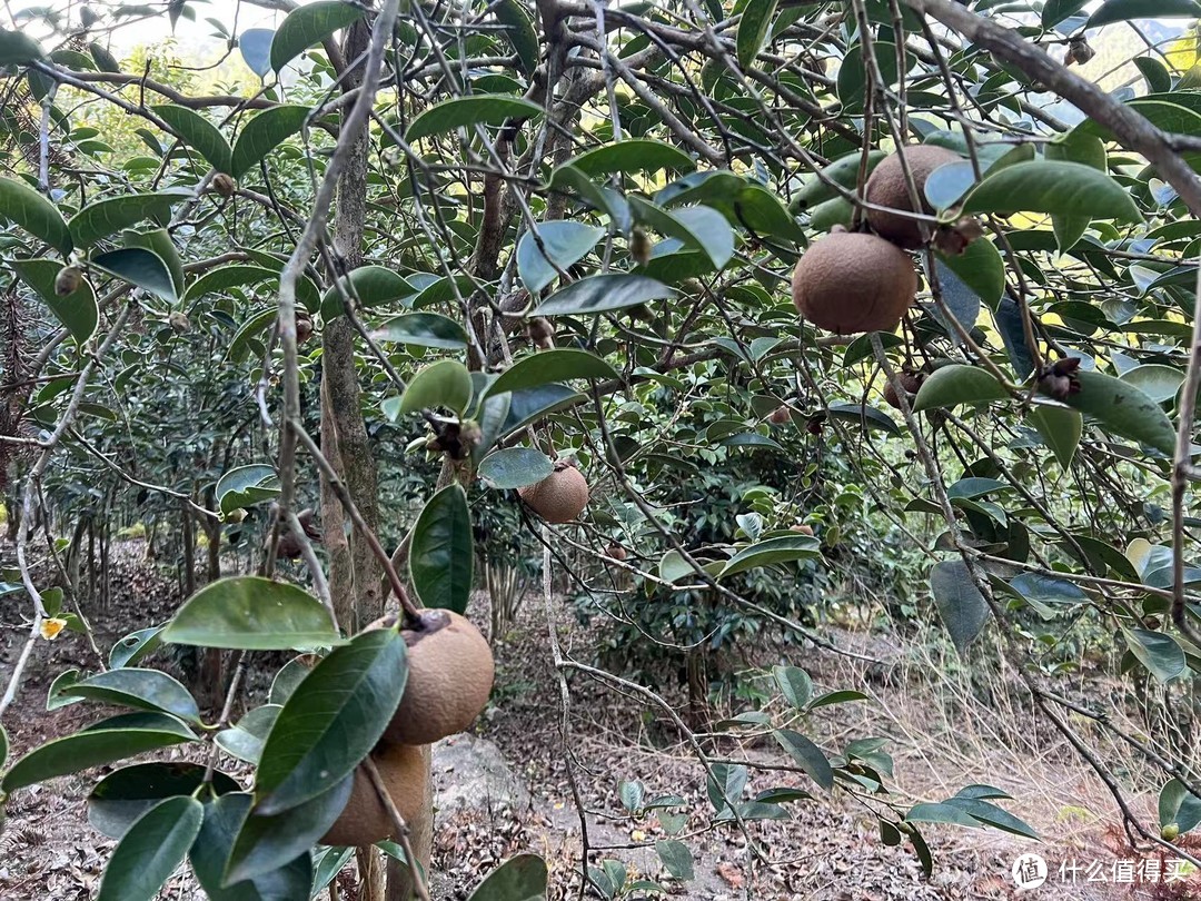 源头到成品山茶油，亲身经历艰辛历程用一文详细讲述山茶油制作过程，健康的食用油！