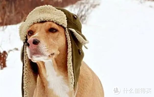 冬季养狗，这几个误区你进了吗？