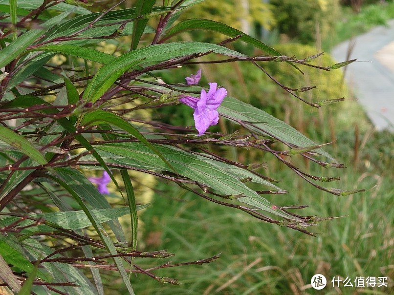 xperia5 III 秋日的风景