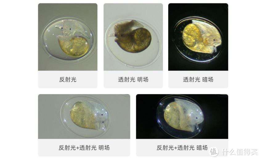 微观新世界的大门，由蔡司显微镜为孩子安排打开