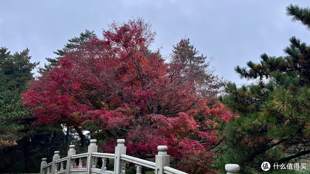 秋色浓，片片枫叶尽染红