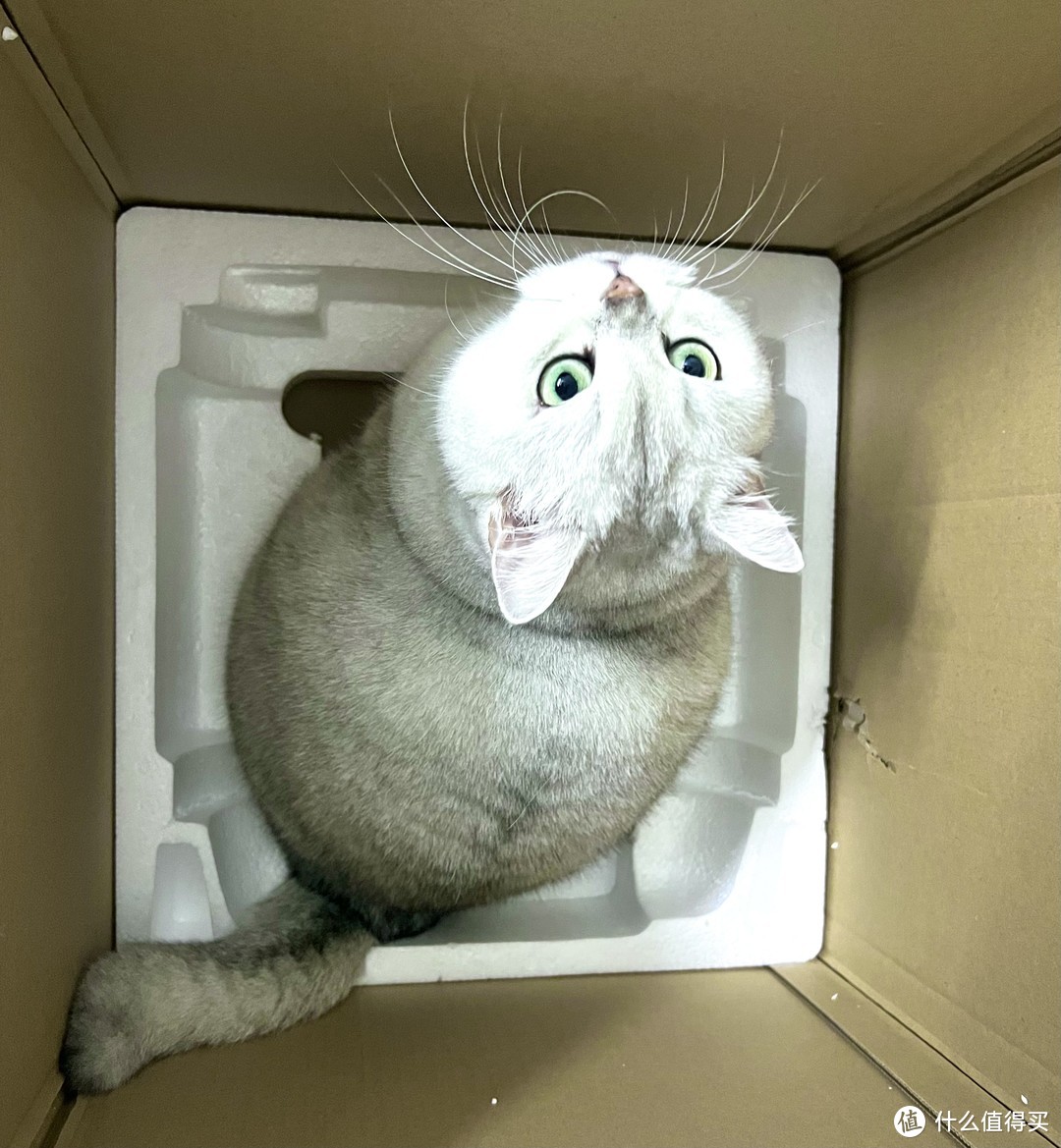 养的猫咪乱入开箱现场！