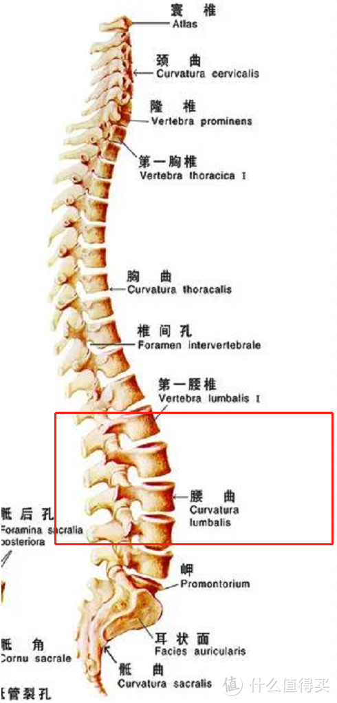 腰疼用护腰带有没有用？诺泰脉冲护腰带沉浸式测评！