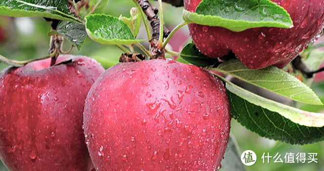 11月份，4种应季水果上市，健康营养味道好