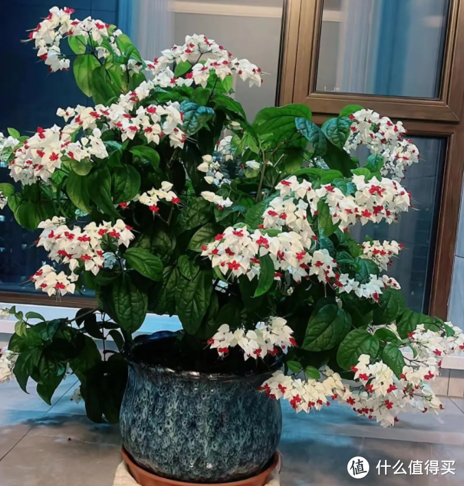 蓝妖：盆栽龙吐珠怎么养才能开花，只要做好这4点，爆盆开花很简单  