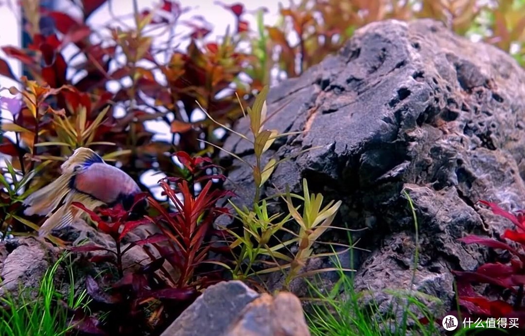 办公桌上的草缸——超简单岩石风格鱼缸造景