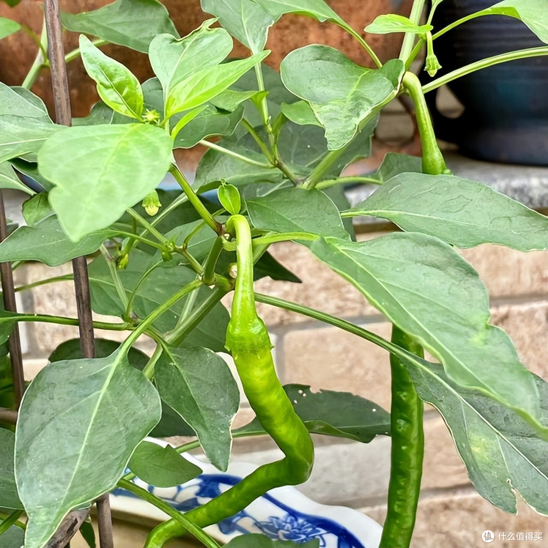 51岁杨钰莹的独居生活：全屋精致有品位，院内生活悠然自在又惬意