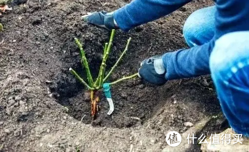 蓝妖：揭秘裸根月季苗怎么栽种养护，及选购方法与技巧，简单有效