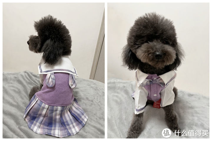 狗狗衣服推荐丨什么牌子的宠物衣服值得入手？狗衣服怎么选？