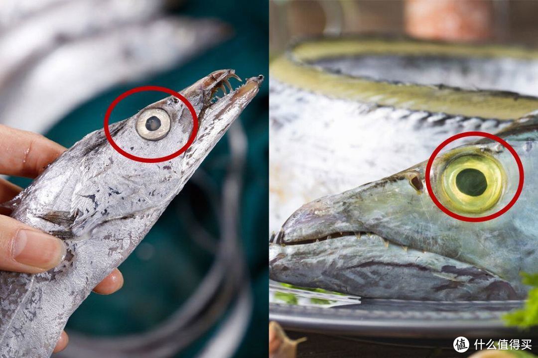 买带鱼，记得分清“黑眼睛”和“黄眼睛”，区别不小，搞懂再花钱