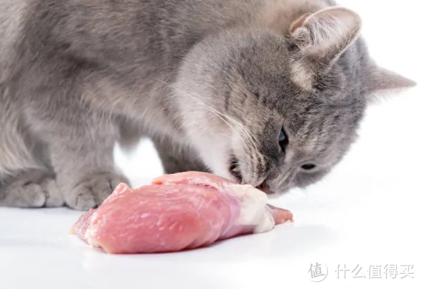 猫咪有必要吃好猫粮吗？随便给点吃的不就得了？