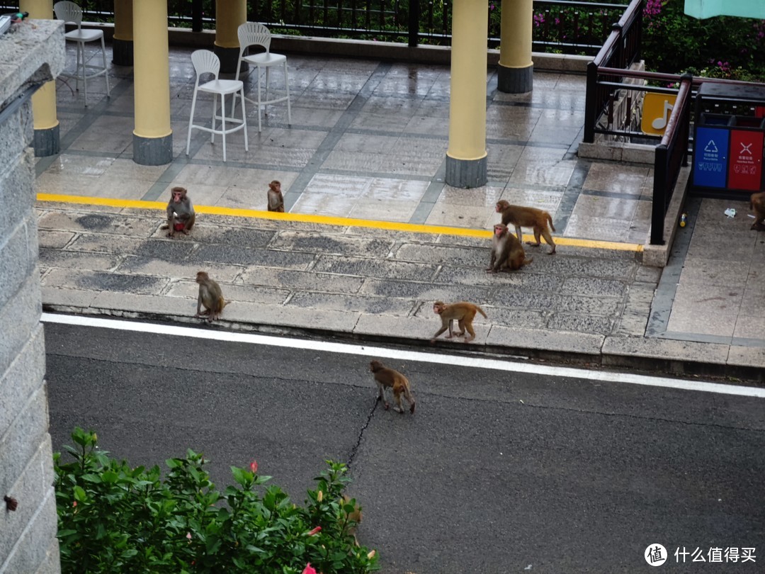 挺多猴子，会抢旅客袋子