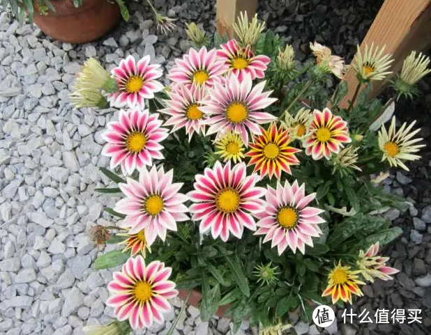 蓝妖：冬季哪些植物不怕冷，这10种花适合客厅养，开花美香味浓