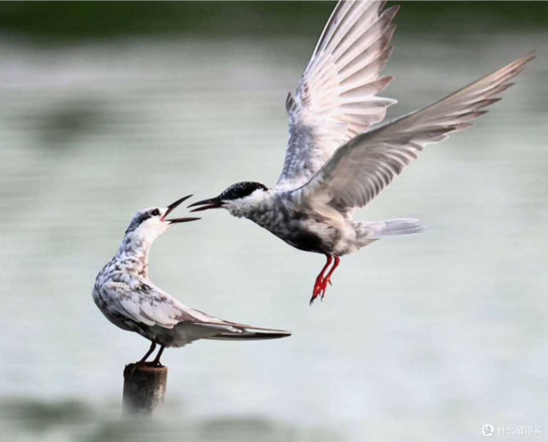 迎接影雀旺季鸟摄镜头新手推介
