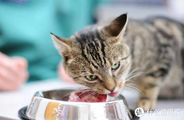 必读：食肉动物猫咪之肉篇