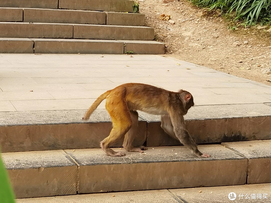 黔灵山的猴子