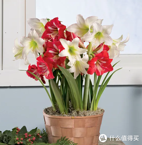 蓝妖：秋冬球根种什么品种植物好，这8种花卉，可能是你想要的