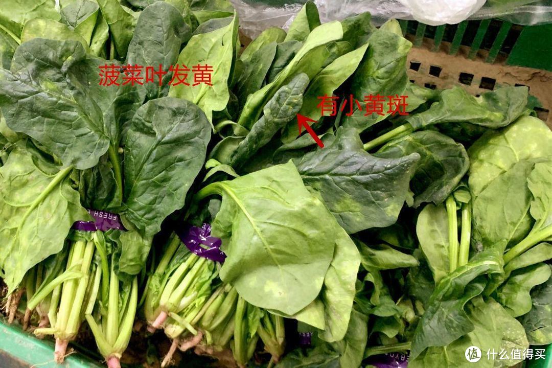 冬天买菠菜，记住分清“圆叶”和“尖叶”，区别不小，建议了解