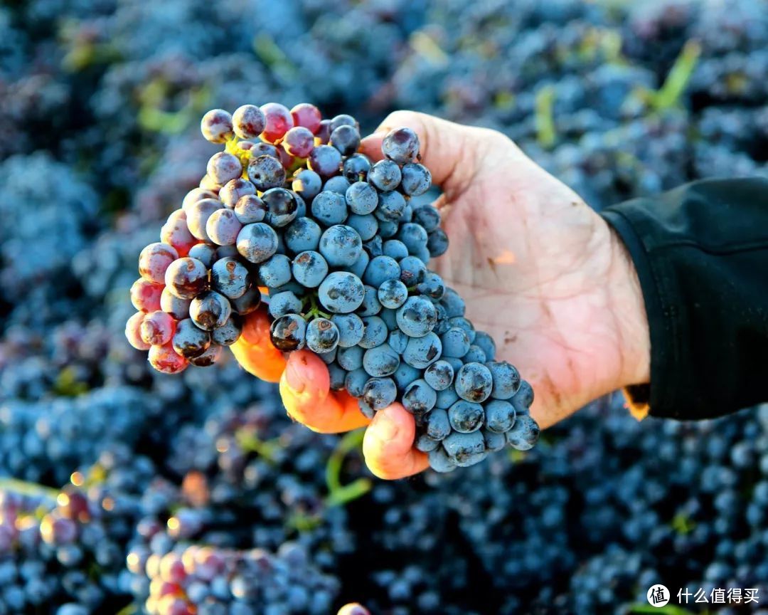 究竟谁是世界第一大酿酒葡萄品种？