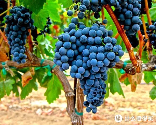 究竟谁是世界第一大酿酒葡萄品种？