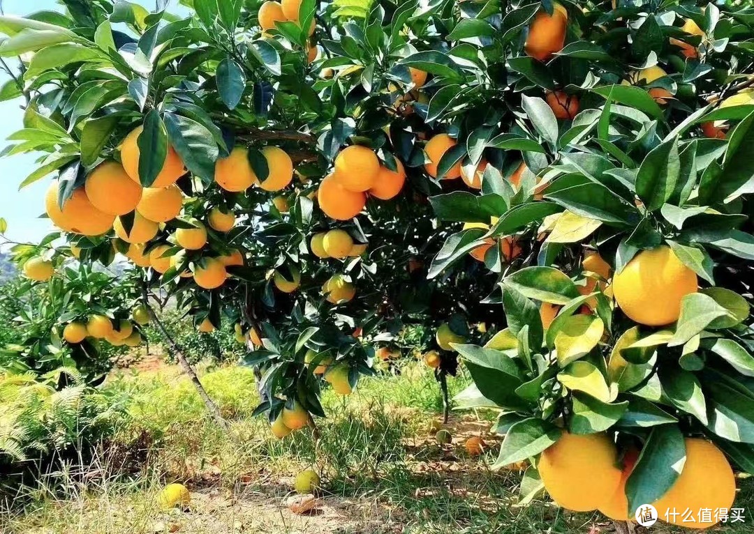 成熟的脐橙树