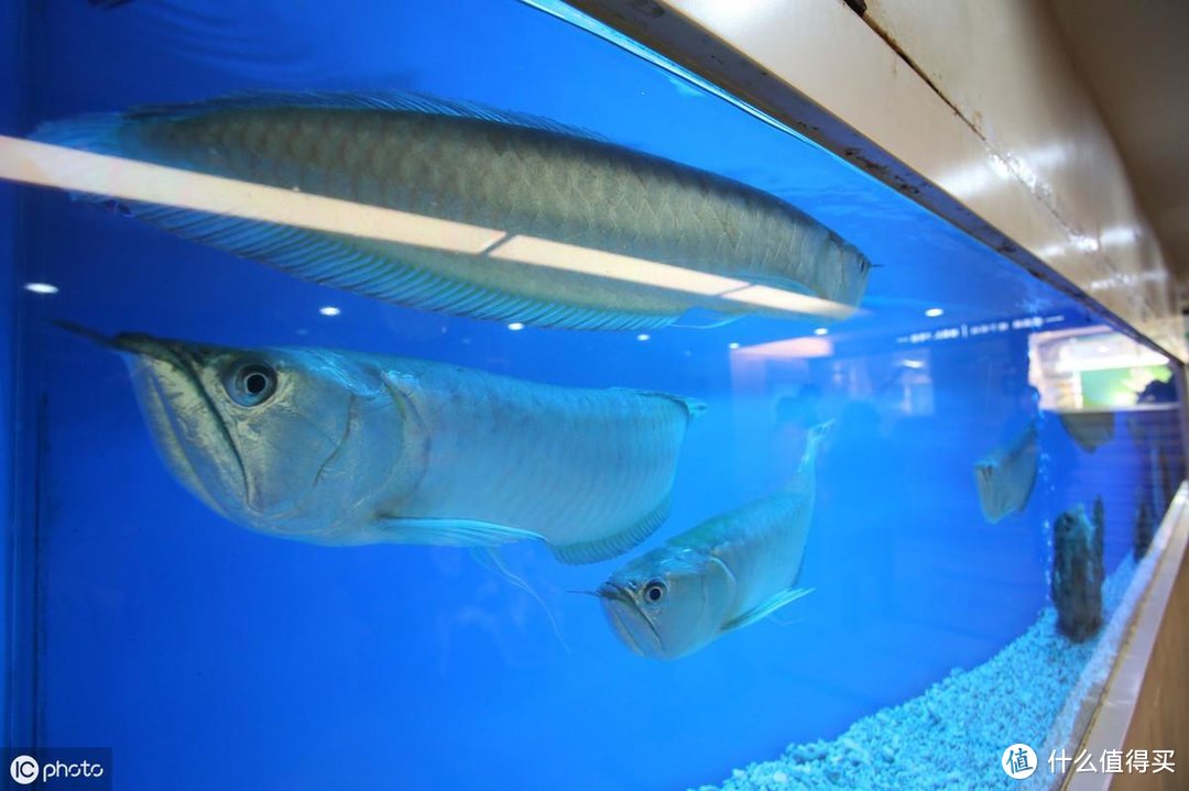 各式各样的鱼缸看花眼，家用鱼缸怎么选？选对的鱼缸养漂亮的鱼