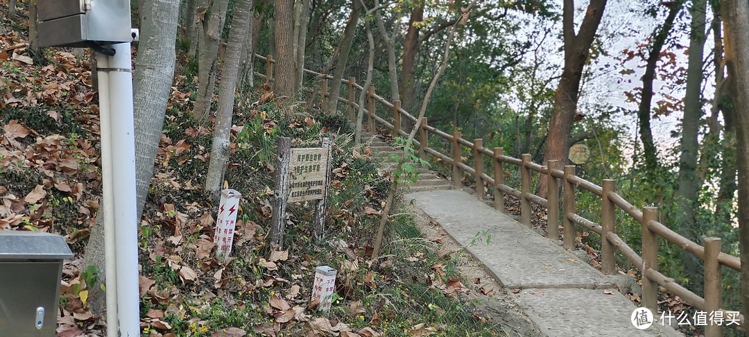 山上采的松子、野生板栗能吃吗？上海市松江区天马山景区摘板栗麻栎
