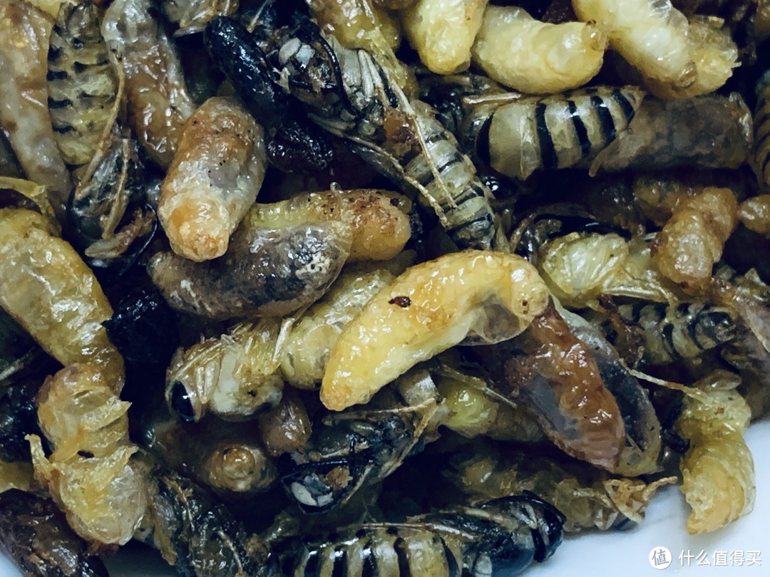 真香警告！——高蛋白的土蜂蛹，密集恐惧者慎入！