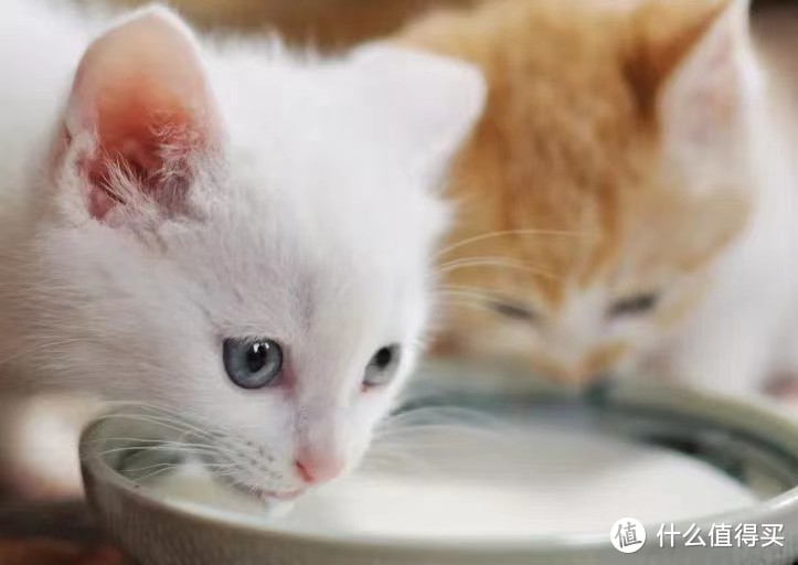 大家的猫咪都喂什么牌子的猫奶粉？