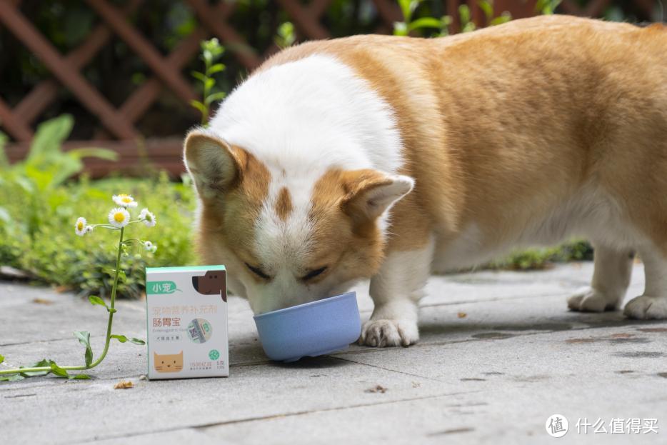 ​选择什么样的犬猫益生菌好？