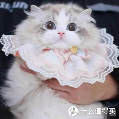 猫咪能不能喝牛奶呢？