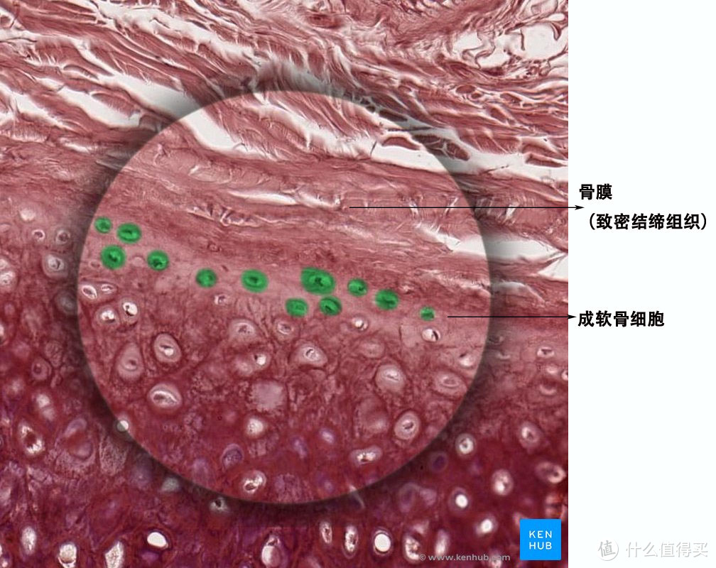 软骨膜的组织形态（图片来源自网络）