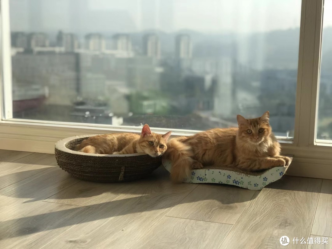 穷养田园猫，富养纯血统猫？达咩达咩，猫粮分享