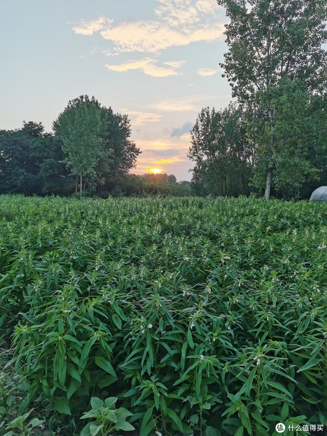 近景拍摄，找到色彩明暗度拍出的图片太赞了