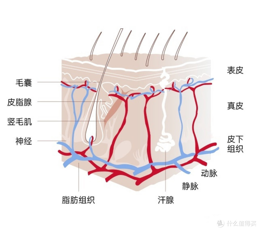 脱发还有救吗？能脱就能长！这个方法科学有效！