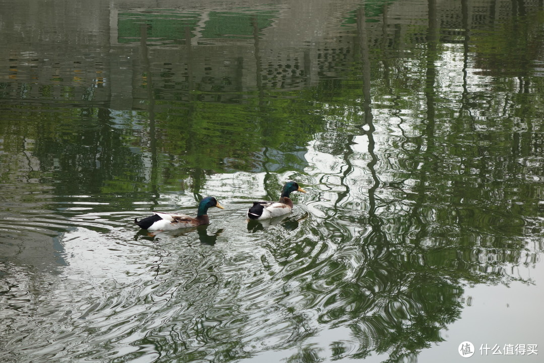 2016年，护城河的鸭子