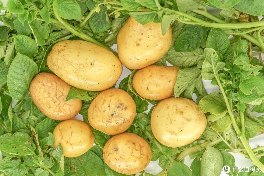 全国哪里的土豆最有名？经过评选，这5个产地土豆比较好吃