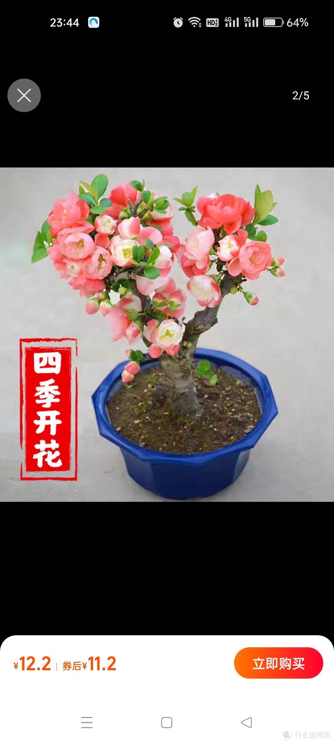 海棠花盆栽树苗重瓣长寿冠盆景老桩庭院植物室内花卉四季开花好养