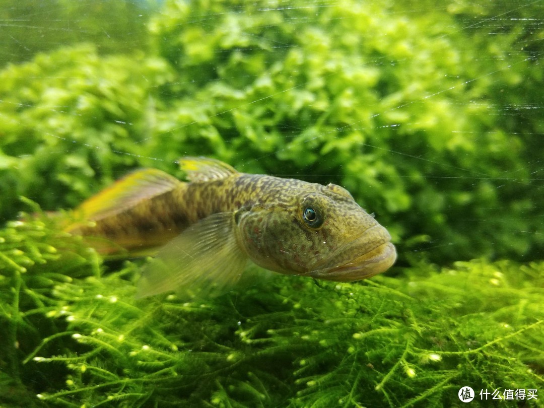 颜色对养鱼有影响，用好背景和灯光，养一缸漂亮的鱼并不难