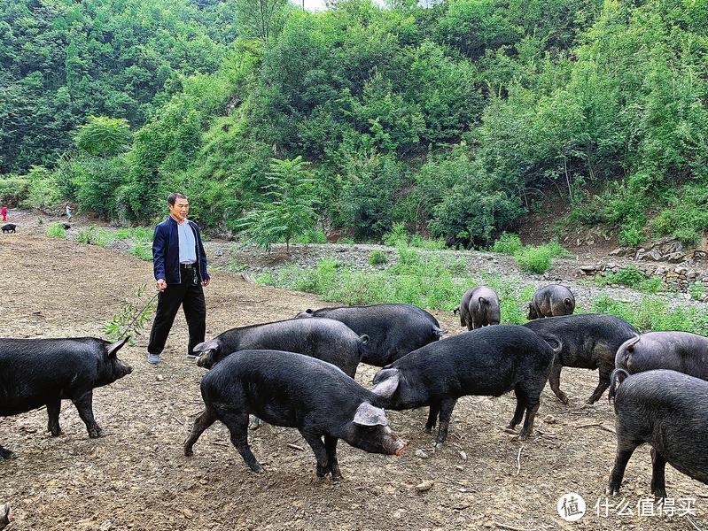 买猪肉时，挑“黑猪肉”还是“白猪肉”，差别大，搞懂了再买