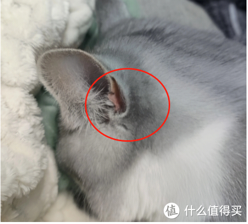 养猫之后才知道猫咪身上的这些东西不是病了~