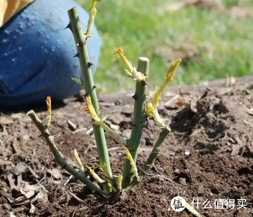 蓝妖：冬天12月种植裸根月季，修剪动作要谨慎，否则春天没花看