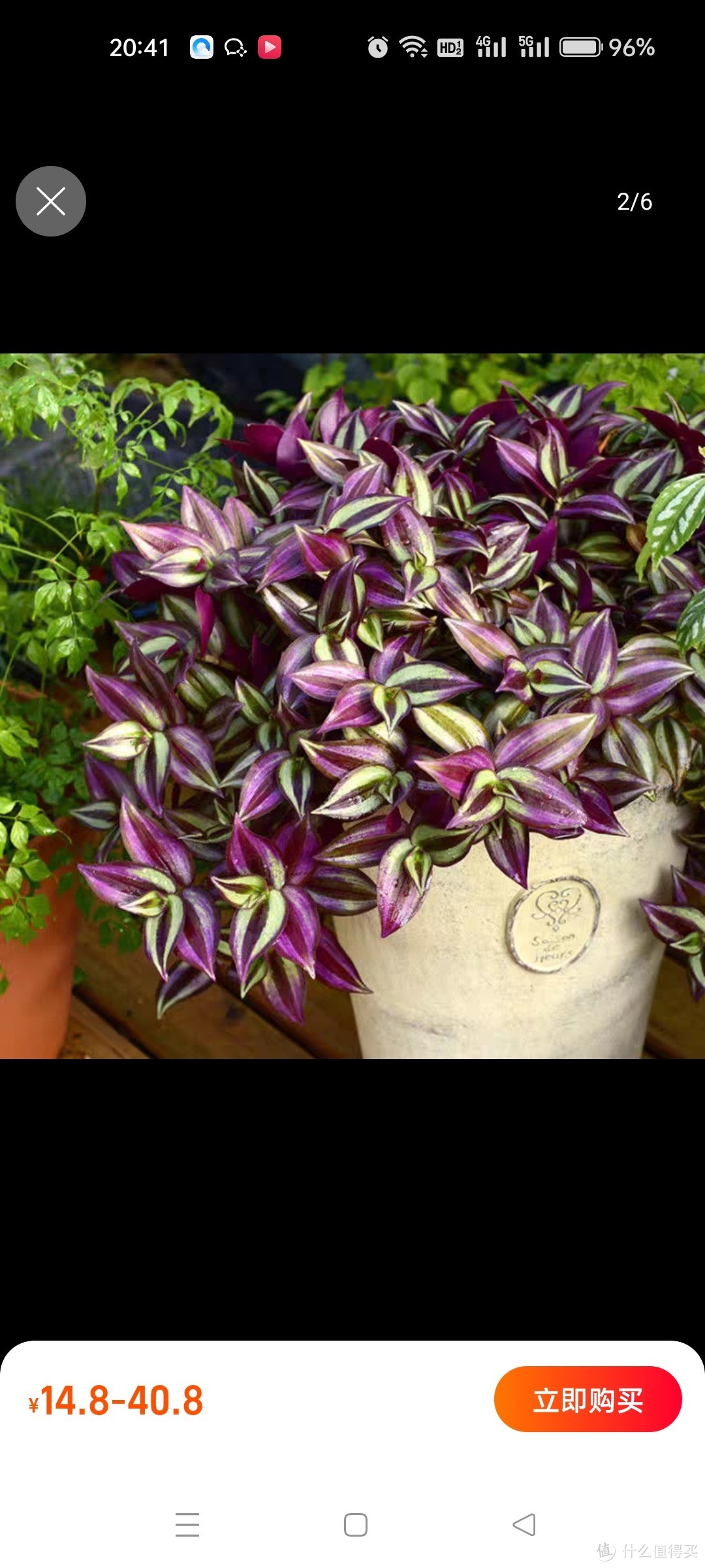 紫叶吊竹梅阳台室内紫罗兰吊兰盆栽绿植花卉净化空气好养耐活包邮
