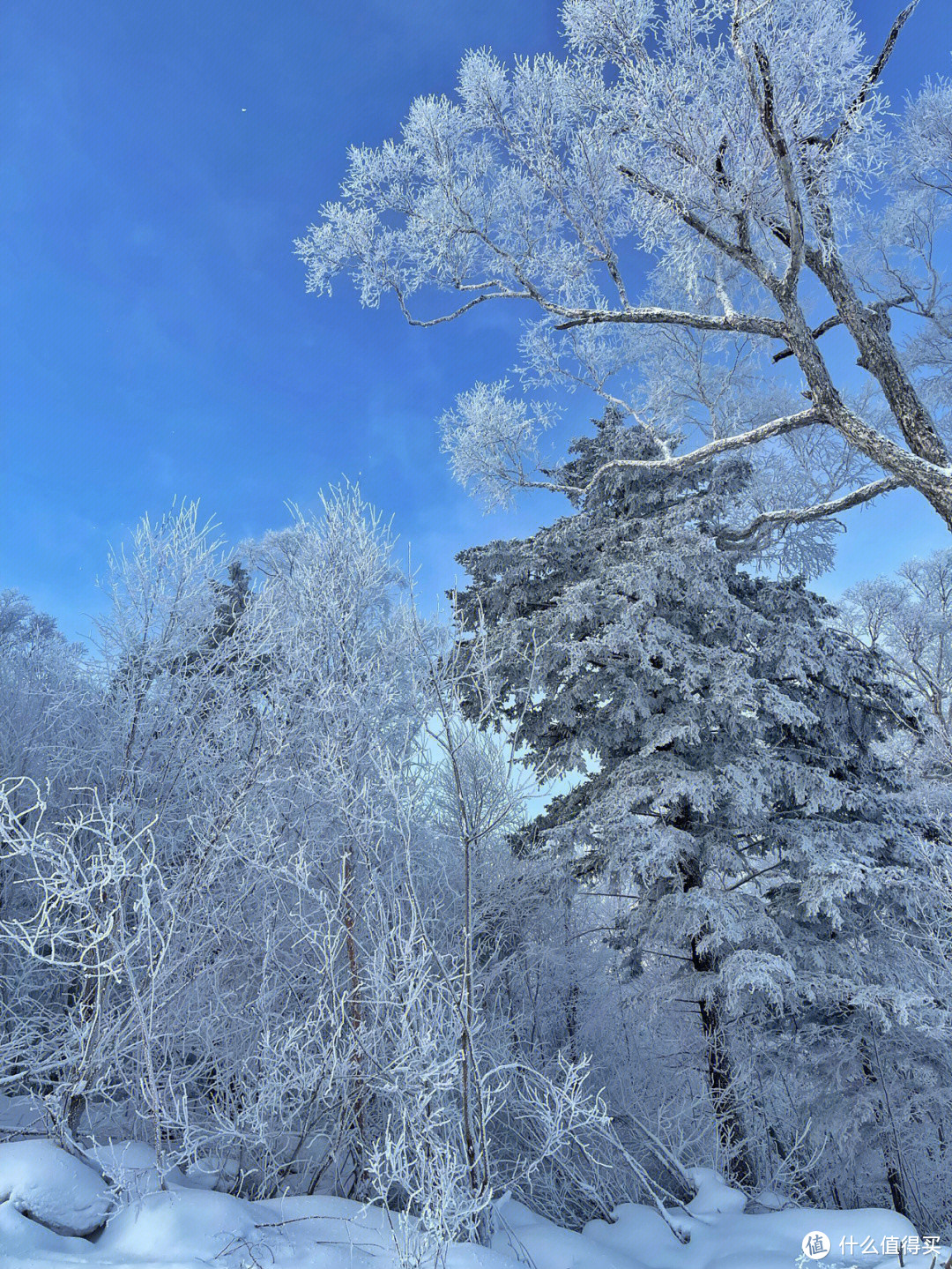 新手小白滑雪攻略！单板 还是 双板？如何选择装备？