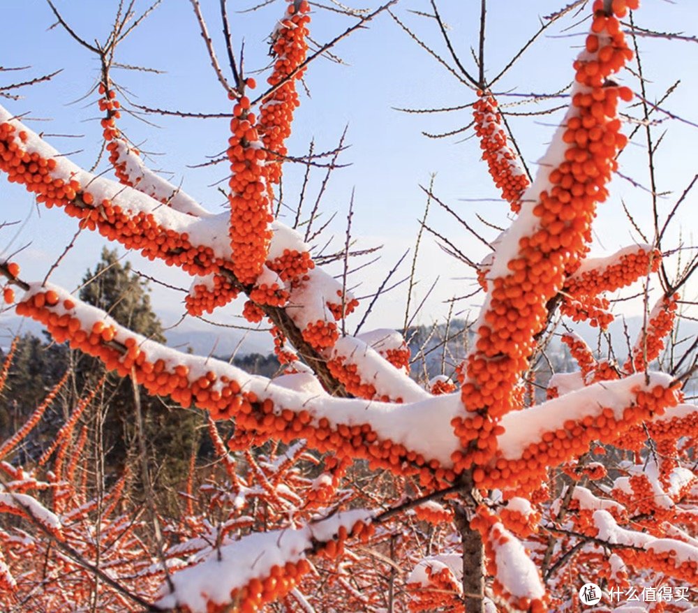 年货节山西特产篇，食在山西品尝不一样晋风味属地特产，囤年货的可以收藏起来